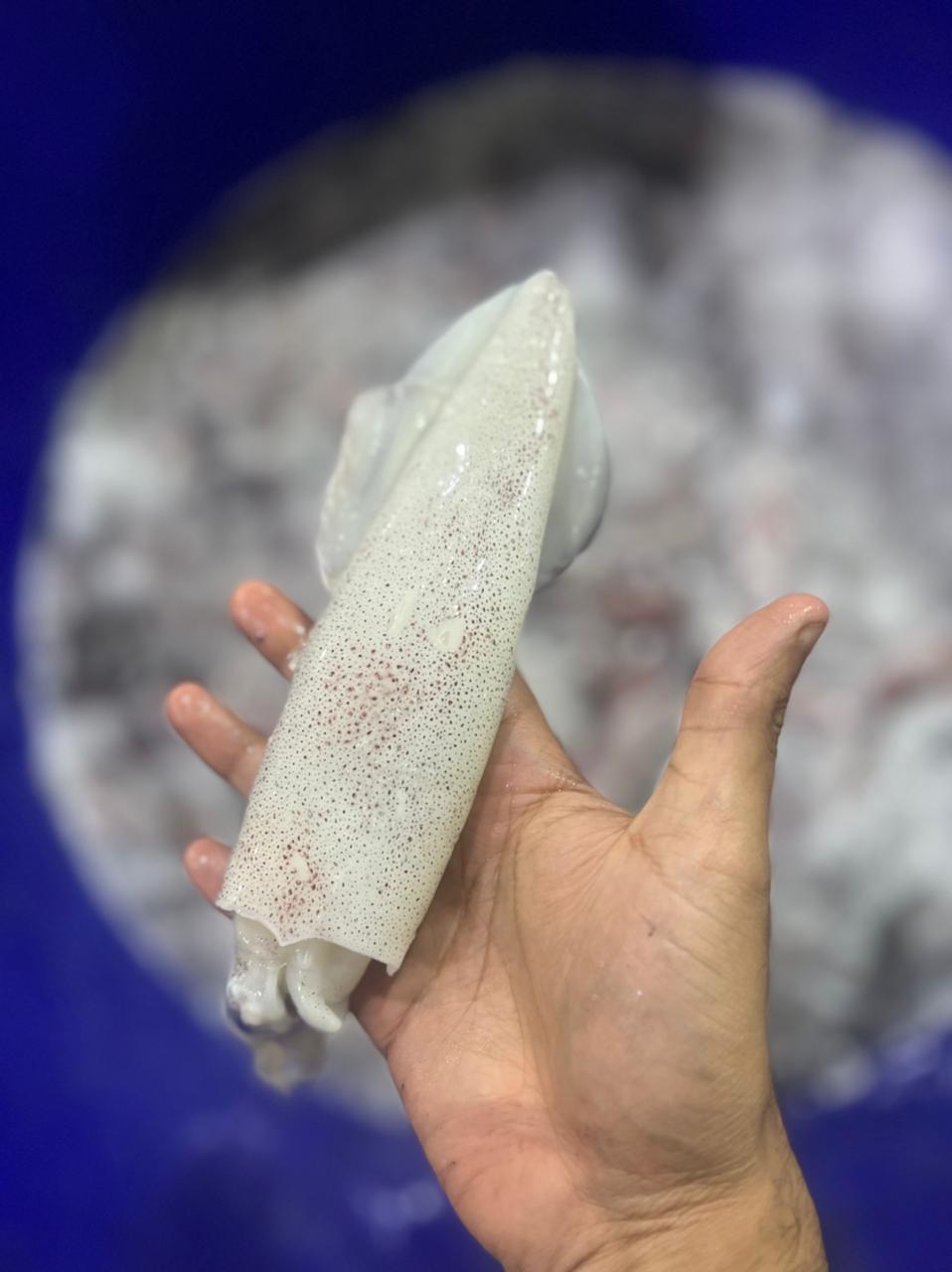 Ocean Fishery Quality Frozen Seafood Company